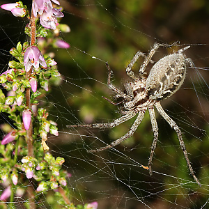 Labyrinthspinne