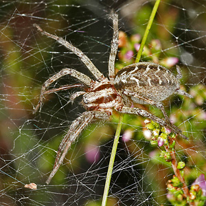 Agelena labyrinthica