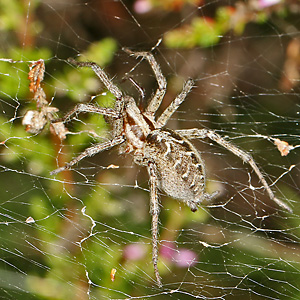 Agelena labyrinthica