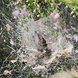 Agelena labyrinthica