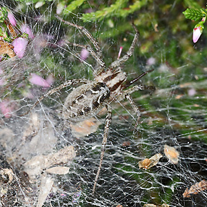 Agelena labyrinthica