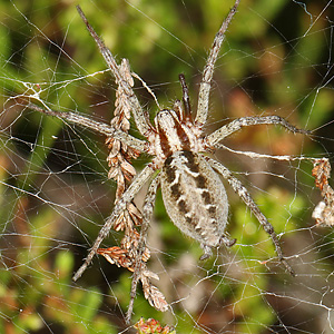 Agelena labyrinthica