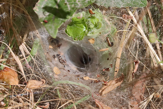 Trichternetz der Agelenidae