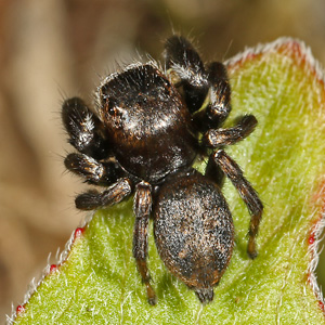 Springspinne M