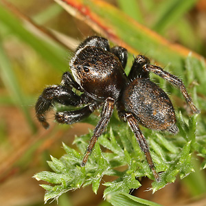 Evarcha arcuata