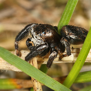 Evarcha arcuata