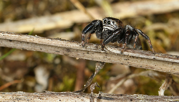 Evarcha arcuata