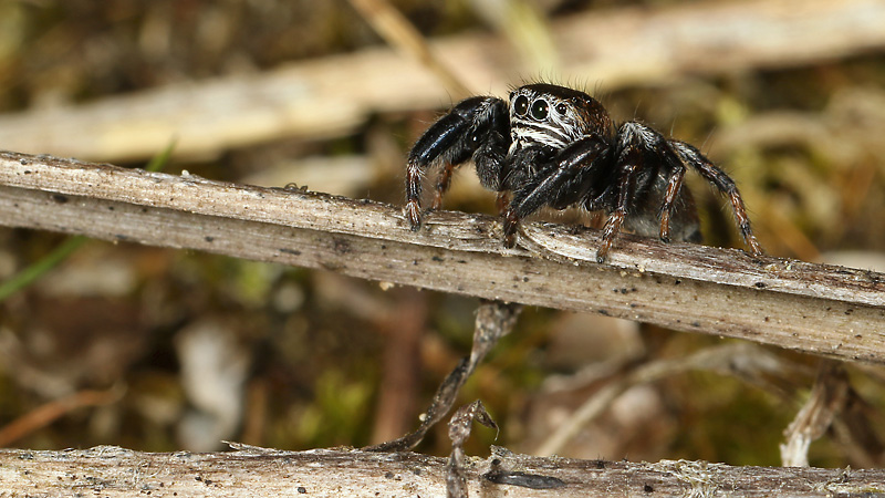 Springspinne Evarcha arcuata