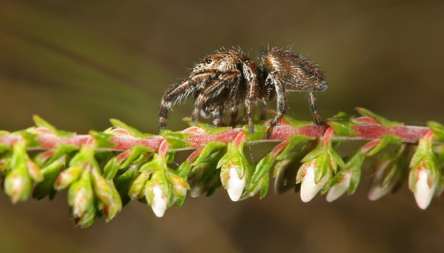 Evarcha arcuata W