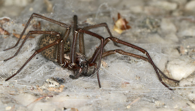 Eratigena atrica