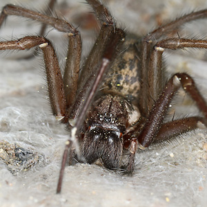 Eratigena atrica