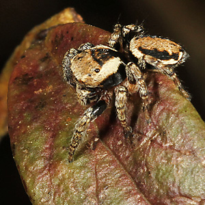 Evarcha falcata M