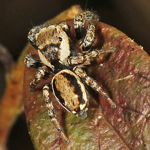 Evarcha falcata M