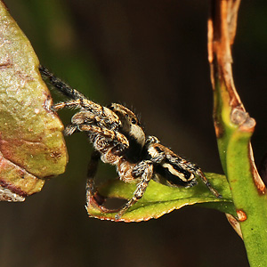 Evarcha falcata M