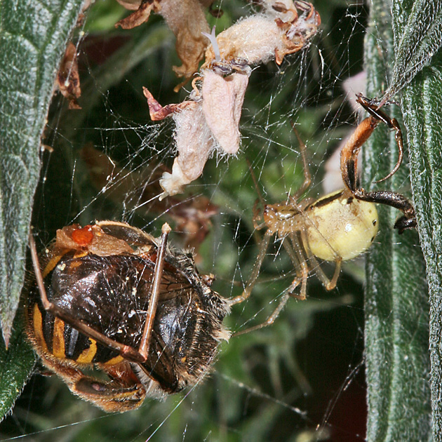 Enoplognatha ovata