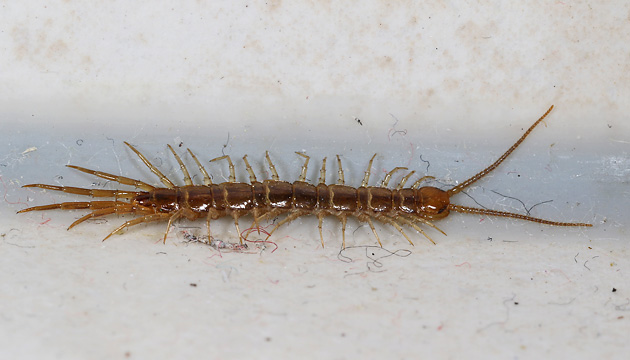 Gemeiner Steinläufer (Lithobius forficatus)