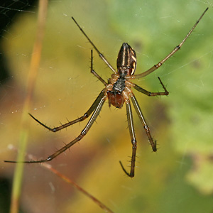 Linyphia triangularis