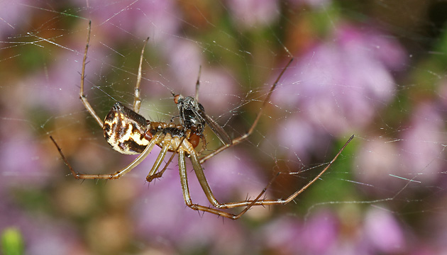 Linyphia triangularis