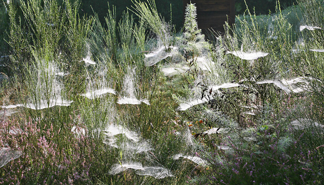 Linyphia triangularis