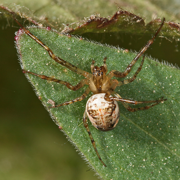 Europ. Herbstspinne