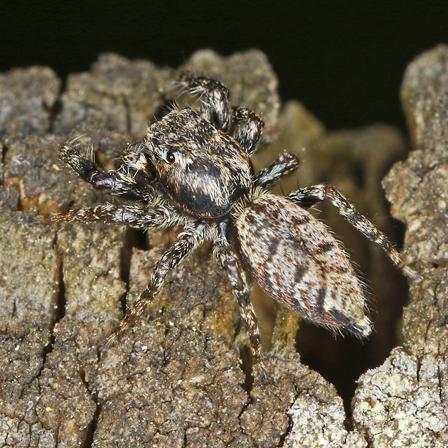 Marpissa muscosa, M