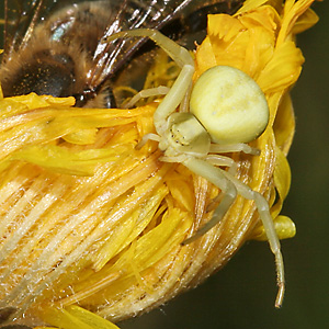 Misumena vatia