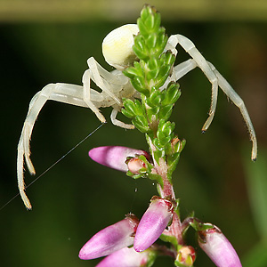 Misumena vatia