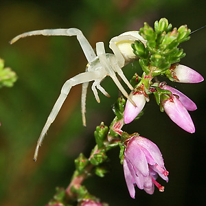 Misumena vatia