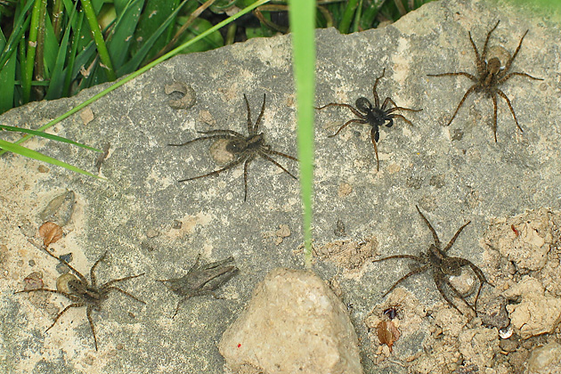 Pardosa amantata