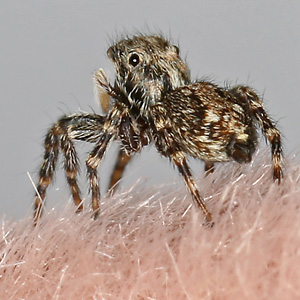 Pseudeuophrys lanigera