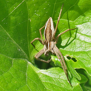 Listspinne