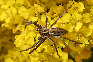 Pisaura mirabilis