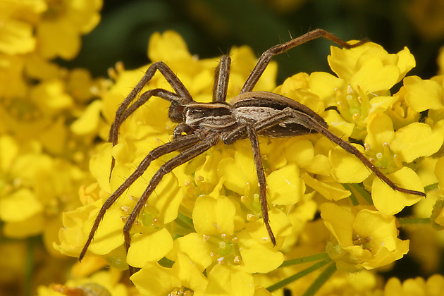 Pisaura mirabilis