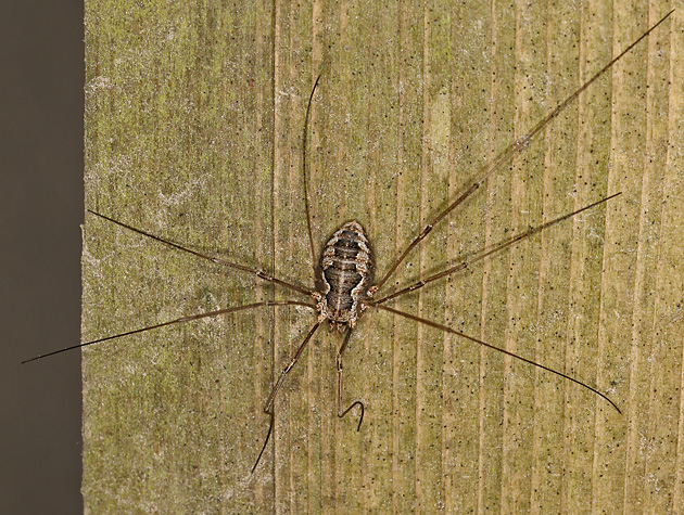 Phalangium opilio