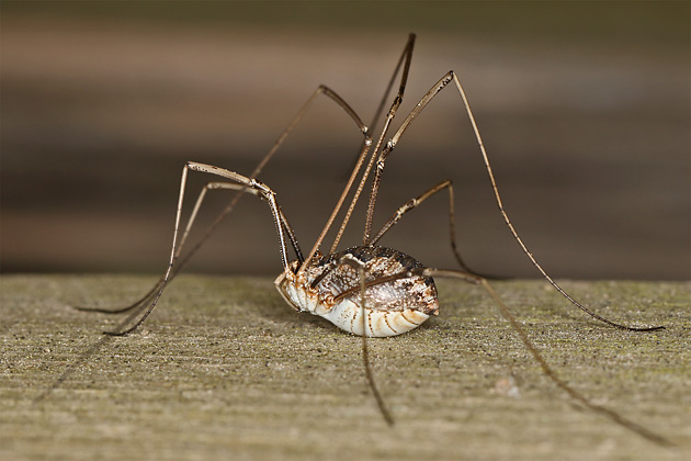 Phalangium opilio