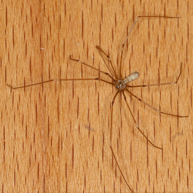 Pholcus phalangioides