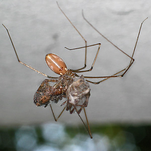 Pholcus phalangioides