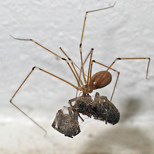 Pholcus phalangioides