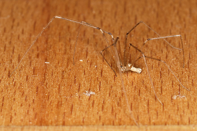 Pholcus phalangioides