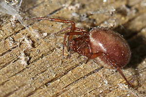 Steatoda bipunctata