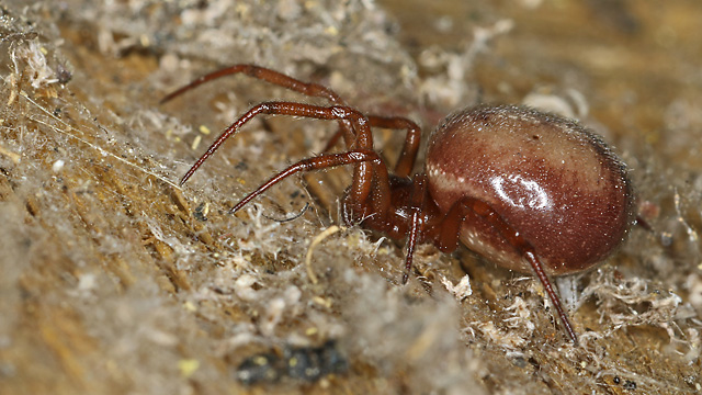 Steatoda bipunctata