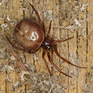 Steatoda bipunctata