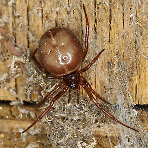 Steatoda bipunctata