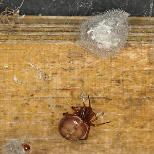 Steatoda bipunctata