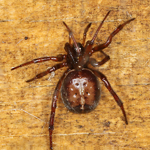 Steatoda bipunctata