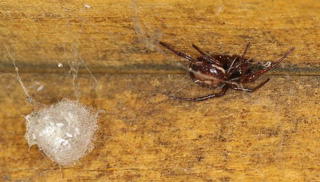 Steatoda bipunctata