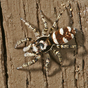 Salticus scenicus