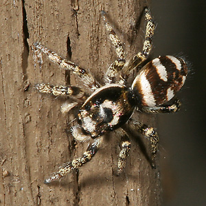 Salticus scenicus