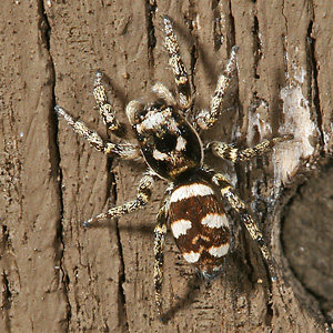 Salticus scenicus