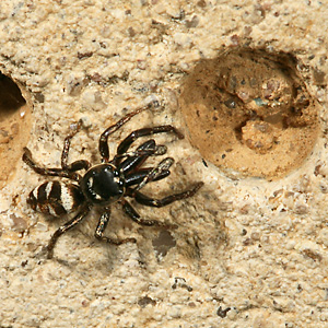 Salticus scenicus